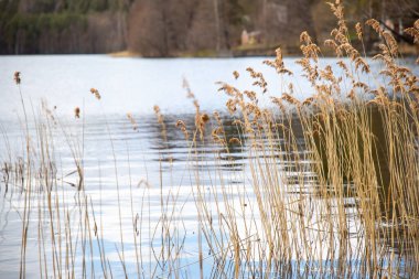 Sonbahar boyunca sarı su sazlıklarına odaklan.