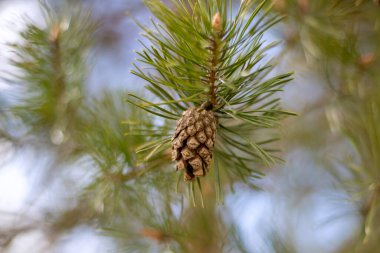 A Close up of a pine tree cone clipart