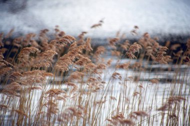 Seçili odak noktası sarı su kamışları.