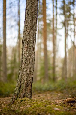 Seçili odak noktası bir çam ağacı gövdesi