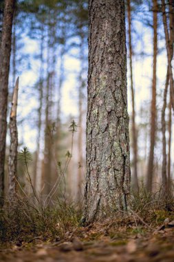 Seçili odak noktası bir çam ağacı gövdesi