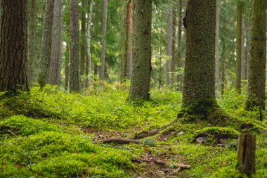 Çam ağacı gövdeleri ve yosunları olan bir orman manzarası.