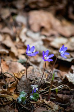 Hepktika çiçeklerine yakın çekim.