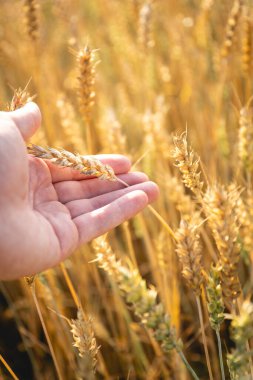 Tarlada buğday mahsulüne dokunan kişi
