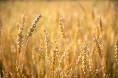 Bir yaz günü buğday tarlasını kapatın.