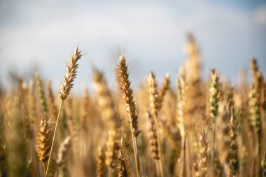 Bir yaz günü buğday tarlasını kapatın.