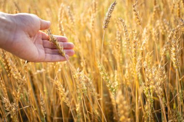Tarlada buğday mahsulüne dokunan kişi