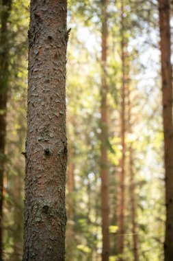 Ormandaki ağaç gövdesine yakın.