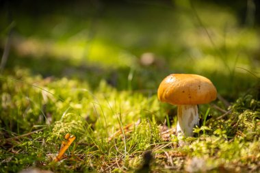 Yeşil ormandaki sarı mantarın güzel yakın plan fotoğrafı.