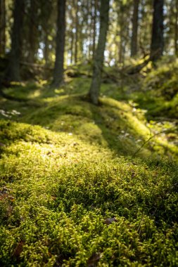 Yosun kaplı yemyeşil orman. Güneş doğuyor