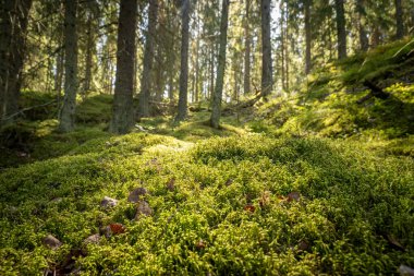 Yosun kaplı yemyeşil orman. Güneş doğuyor