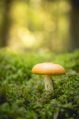 Yeşil ormandaki sarı mantarın güzel yakın plan fotoğrafı.