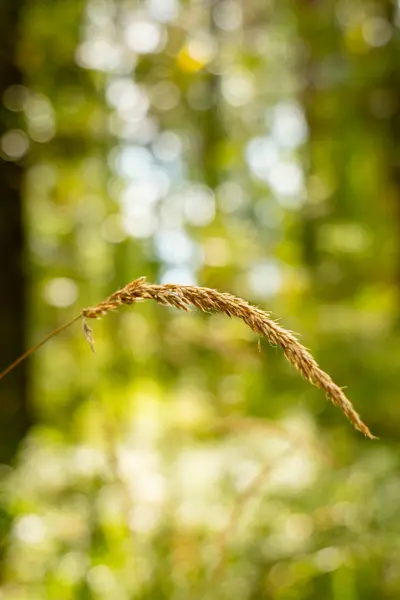 stock image selective focus on forest grass. beautiful nature background.