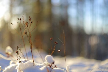Karlı bir saman parçası. kış arkaplanı.