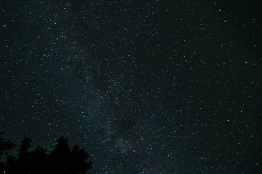 Yıldızlar ve galaksiler uzayın dışında gece bazı ağaç tepeleriyle