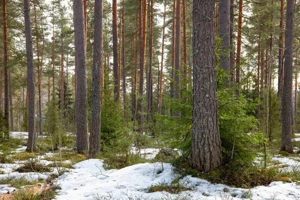 Eriyen karla birlikte ormandaki ilkbahar manzarası.