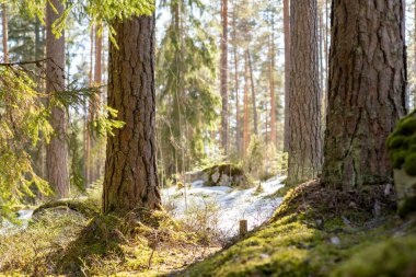 İlkbaharda yosun ve karlı güzel orman manzarası