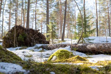 İlkbaharda yosun ve karlı güzel orman manzarası