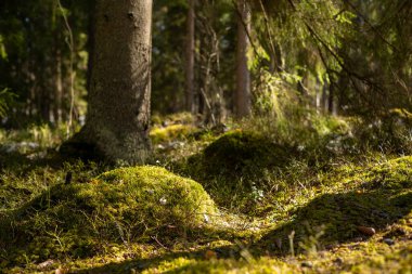 Baharda ılık güneş ışığı olan güzel orman manzarası.