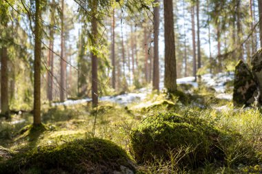 İlkbaharda yosun ve karlı güzel orman manzarası