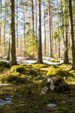 İlkbaharda yosun ve karlı güzel orman manzarası