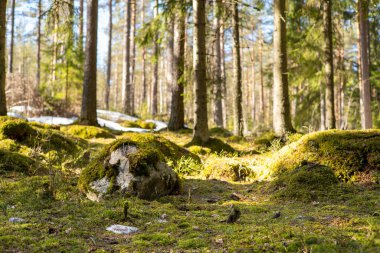 İlkbaharda yosun ve karlı güzel orman manzarası