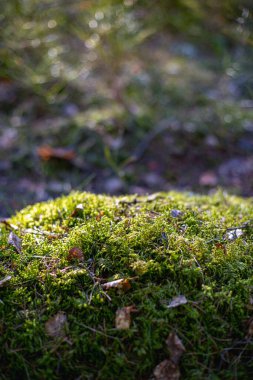 Ormanda yosunla kaplı bir kaya. Telif alanı olan doğa arkaplanı.