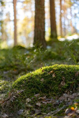 Ormanda yosunla kaplı bir kaya. Telif alanı olan doğa arkaplanı.