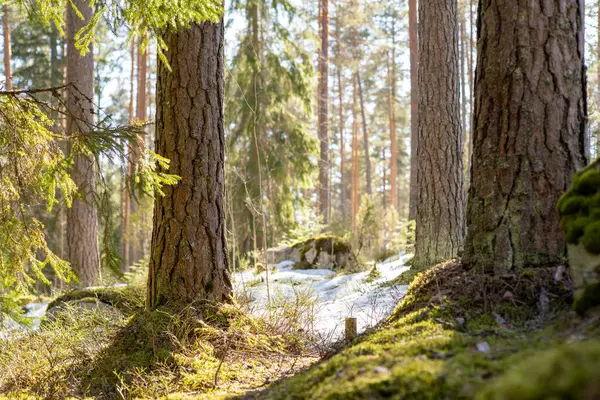 İlkbaharda yosun ve karlı güzel orman manzarası