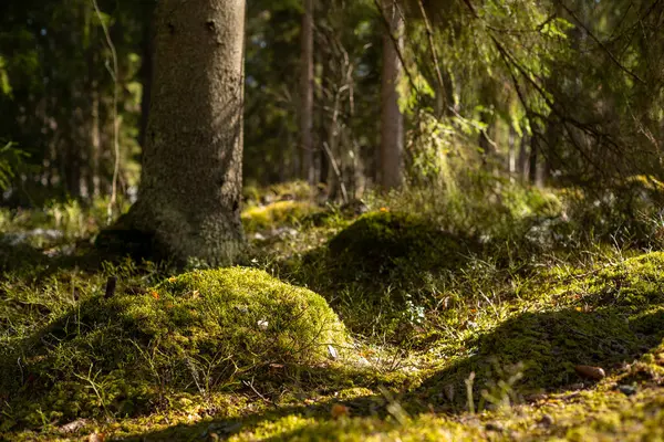 Baharda ılık güneş ışığı olan güzel orman manzarası.