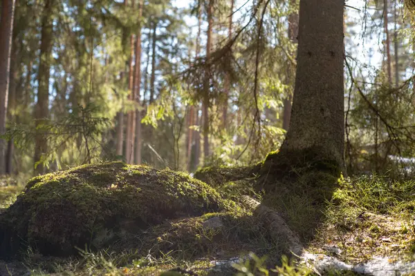 Baharda ılık güneş ışığı olan güzel orman manzarası.