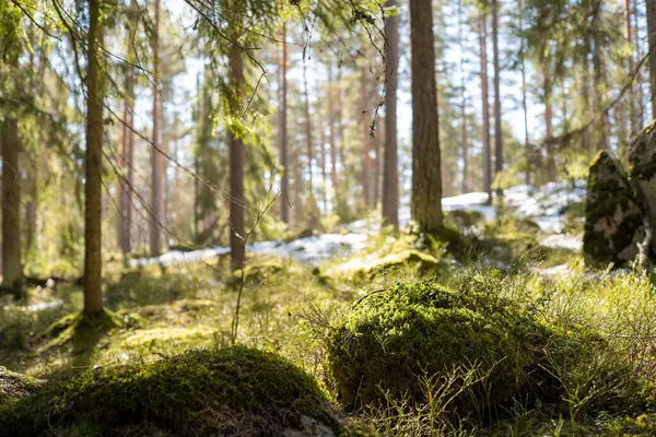 İlkbaharda yosun ve karlı güzel orman manzarası