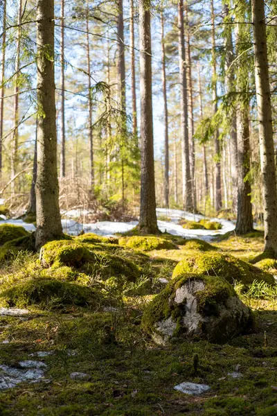 İlkbaharda yosun ve karlı güzel orman manzarası