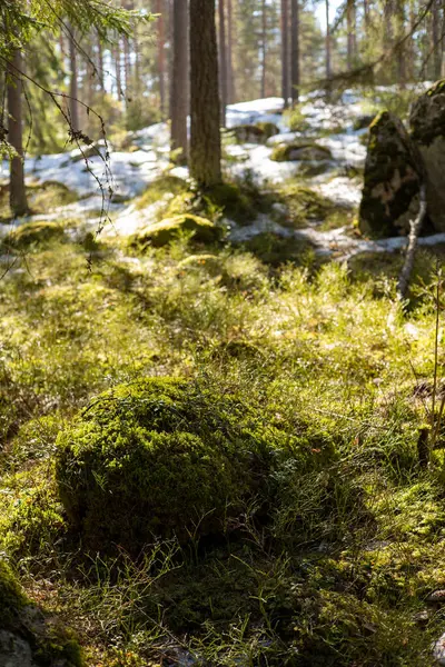 İlkbaharda yosun ve karlı güzel orman manzarası