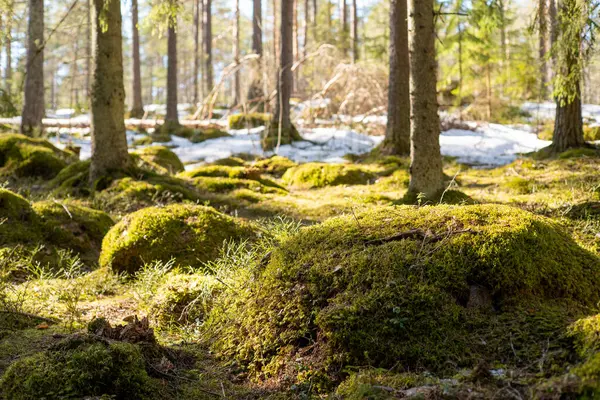İlkbaharda yosun ve karlı güzel orman manzarası