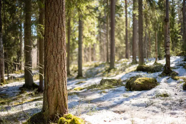İlkbaharda yosun ve karlı güzel orman manzarası