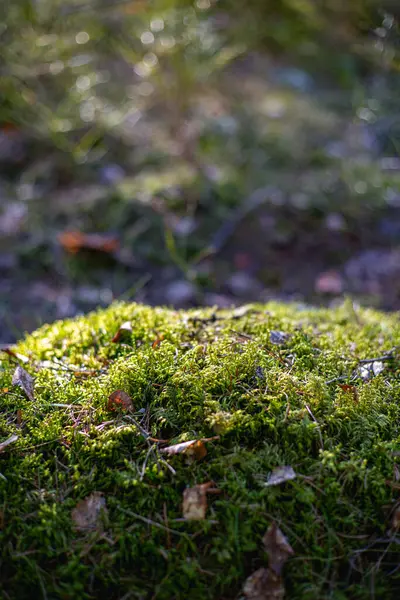Ormanda yosunla kaplı bir kaya. Telif alanı olan doğa arkaplanı.