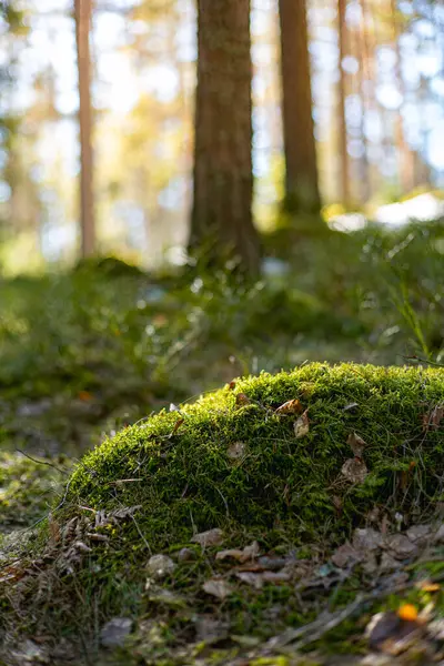 Ormanda yosunla kaplı bir kaya. Telif alanı olan doğa arkaplanı.