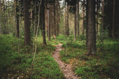 Orman Yolu Orman Yabanı 'ndan geçiyor