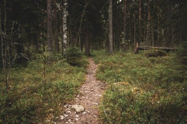 Orman Yolu Orman Yabanı 'ndan geçiyor