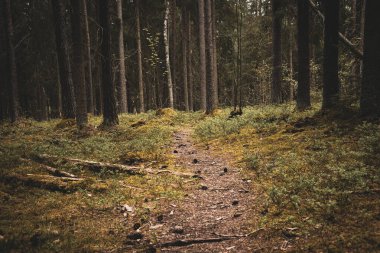 Orman Yolu Orman Yabanı 'ndan geçiyor