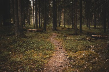 Orman Yolu Orman Yabanı 'ndan geçiyor