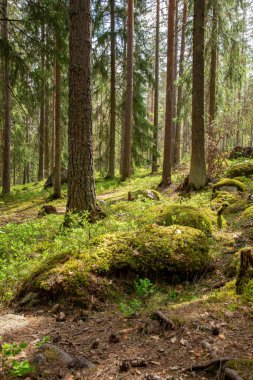 Yoğun bir Ormanda Güneş Işığı Filtresi