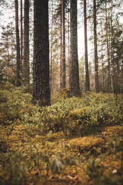 Sonbaharda Uzun Ağaçlı Sakin Orman Manzarası