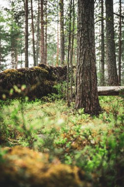 Ilıman Ormanının Yeşillik Çayırını Keşfediyor