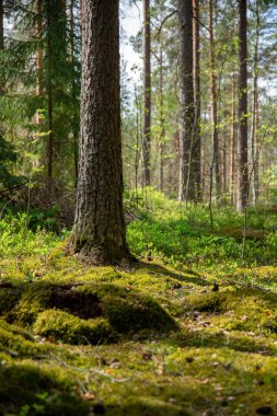 Uzun Ağaçlar Arasında Güneş Işığı Süzülen Huzurlu Orman Sahnesi