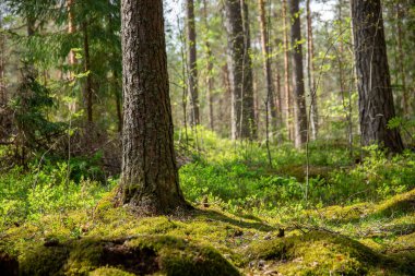Uzun Ağaçlar Arasında Güneş Işığı Süzülen Huzurlu Orman Sahnesi