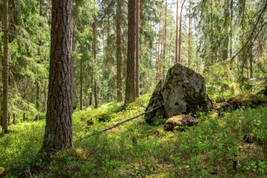 Uzun Ağaçlar Arasında Güneş Işığı Süzülen Huzurlu Orman Sahnesi