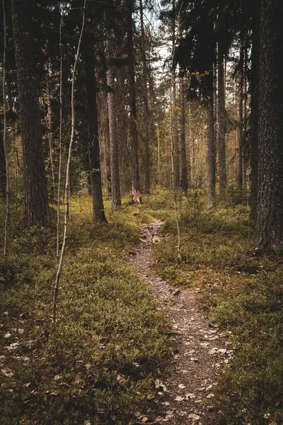 Orman Yolu Orman Yabanı 'ndan geçiyor