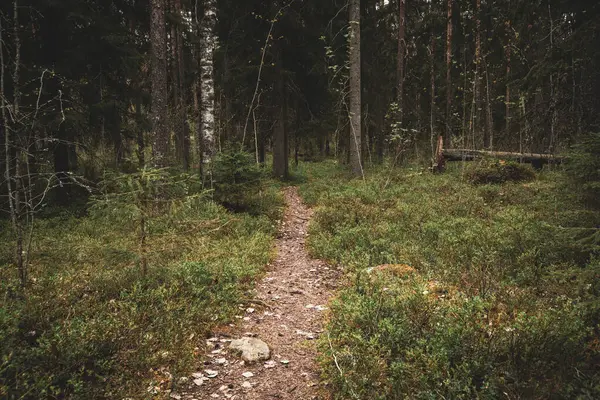Orman Yolu Orman Yabanı 'ndan geçiyor